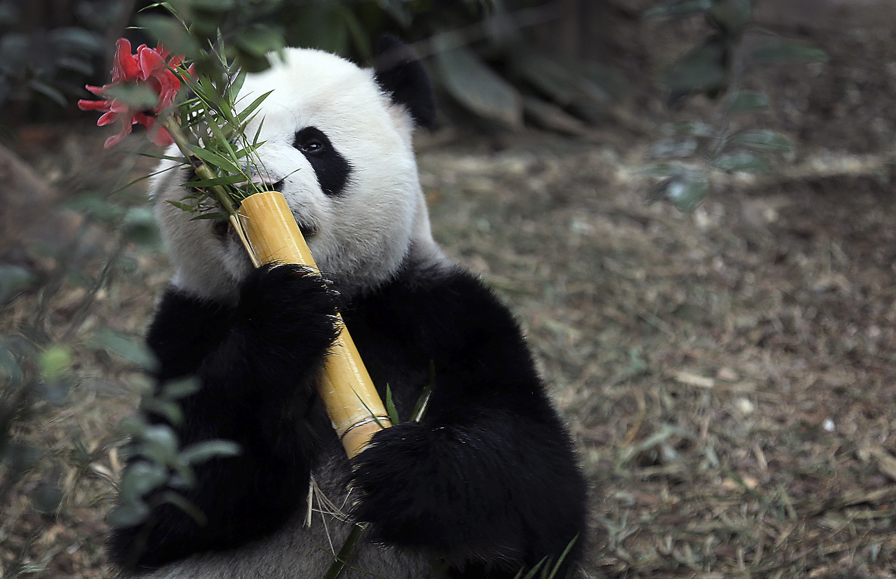 Ακόμα και ένα ζευγάρι πάντα μπορεί να προκαλέσει πολιτικό καβγά στο Βέλγιο
